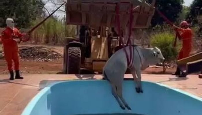 Boi é resgatado por Corpo de Bombeiros após cair em piscina em MT