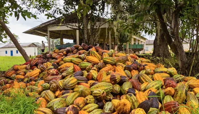 Produção de cacau no Brasil reduz importações em 57%. - Foto: Prefeitura de Linhares
